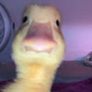 Meet your Posher, Diego